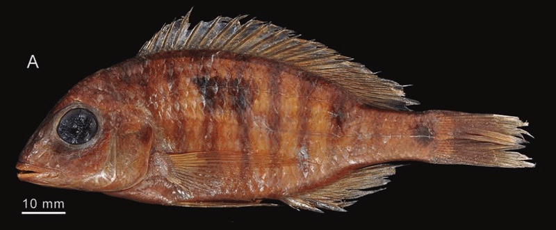 Otopharynx aletes